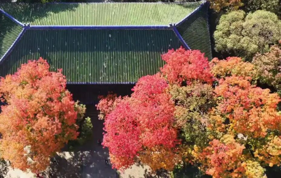 南京，你“叶”太可爱了！