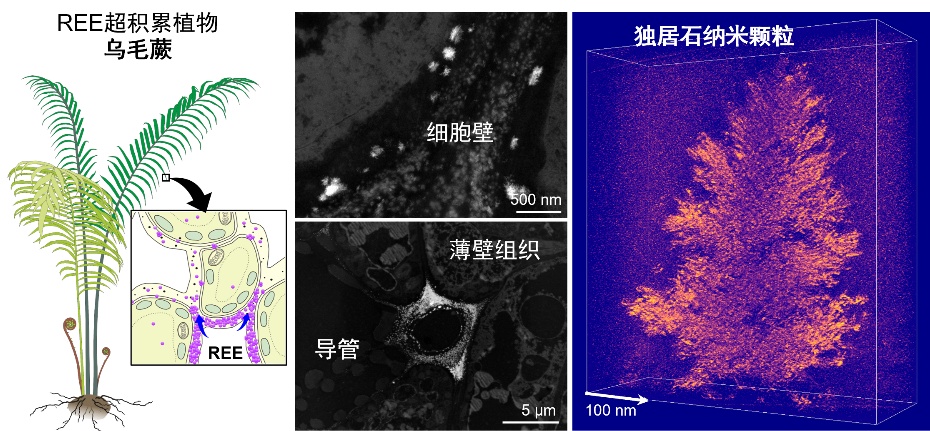 重要新发现!科研人员在乌毛蕨体内,发现大量富集的稀土元素 重要新发现!科研人员在乌毛蕨体内,发现大量富集的稀土元素