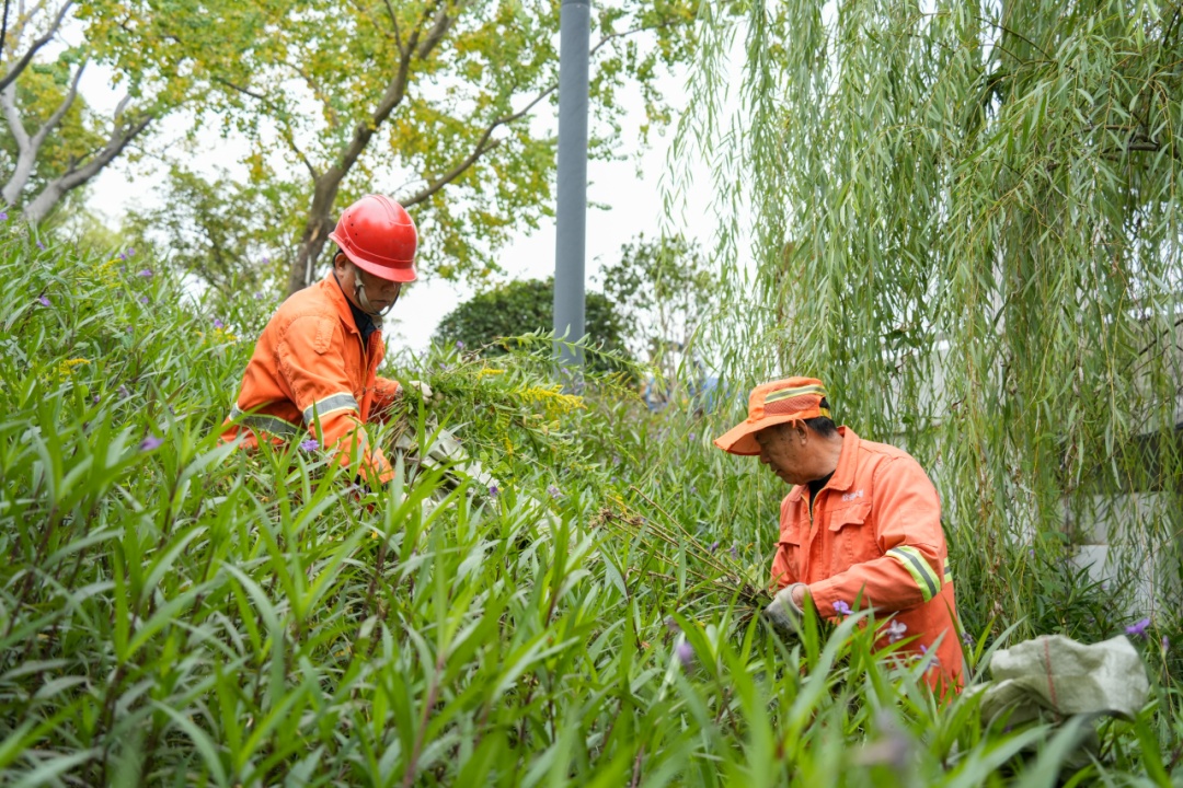杭州多地已出现，看见立即上报！切记不要直接动手