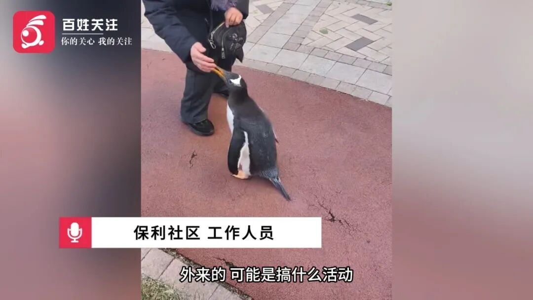 小区里有人遛企鹅?!行为引围观,有人发出质疑.... 小区里有人遛企鹅?!行为引围观,有人发出质疑....
