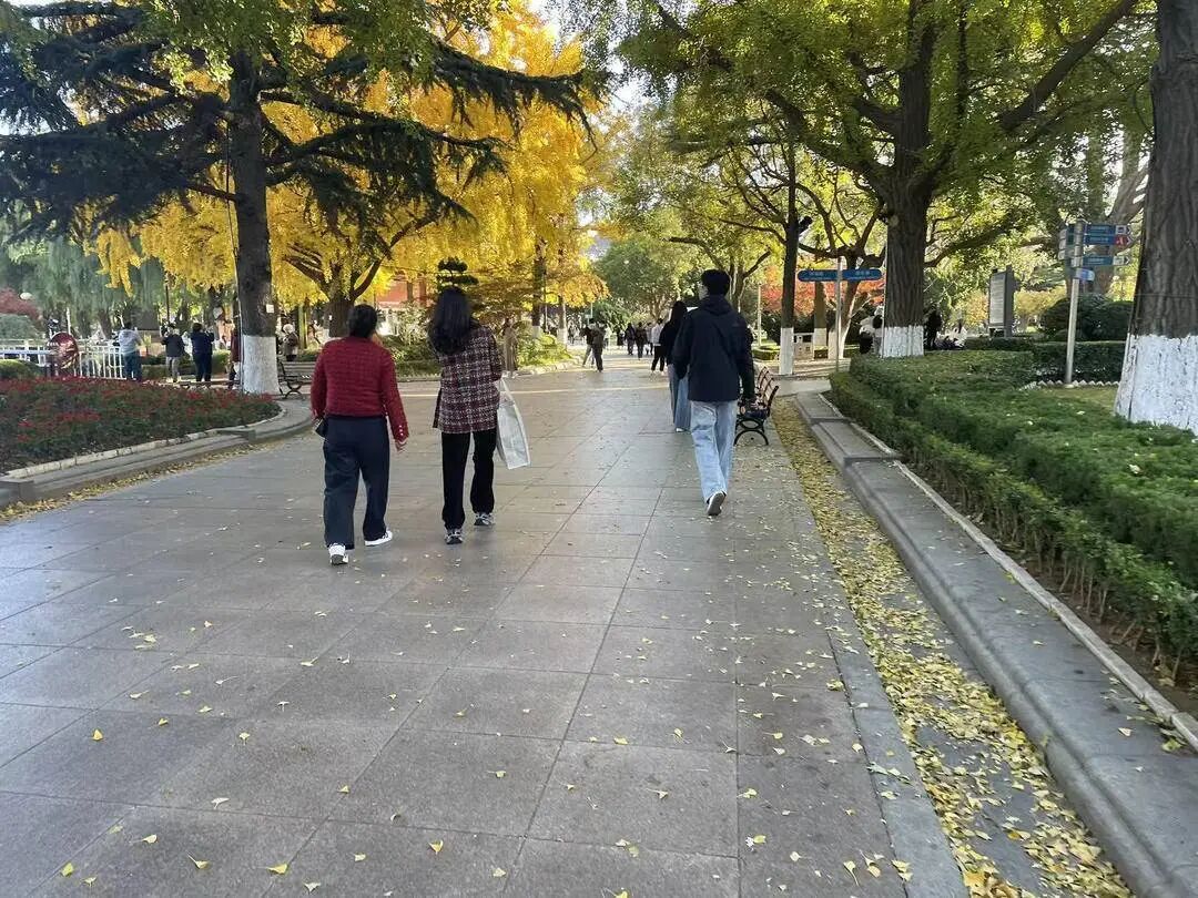 落叶缓扫！辽宁一地打造叶景打卡地