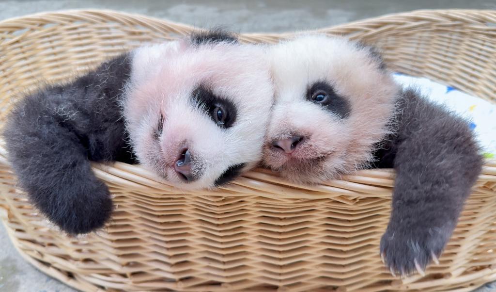 上海野生动物园大熊猫龙凤胎邀你来选名 上海野生动物园大熊猫龙凤胎邀你来选名