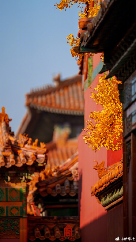 收藏！故宫银杏大片上新了
