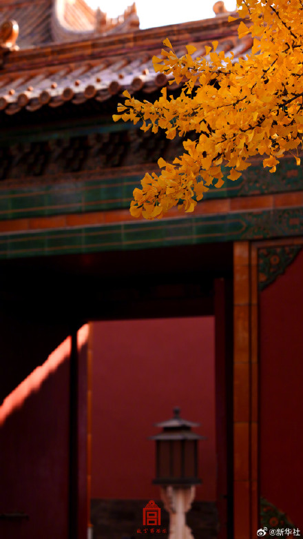 收藏！故宫银杏大片上新了