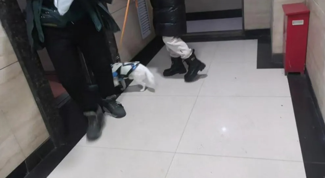 上海阿姨遛狗乘电梯时,被狗绳拖拽跌入电梯井,内脏破裂、肋骨骨折 上海阿姨遛狗乘电梯时,被狗绳拖拽跌入电梯井,内脏破裂、肋骨骨折