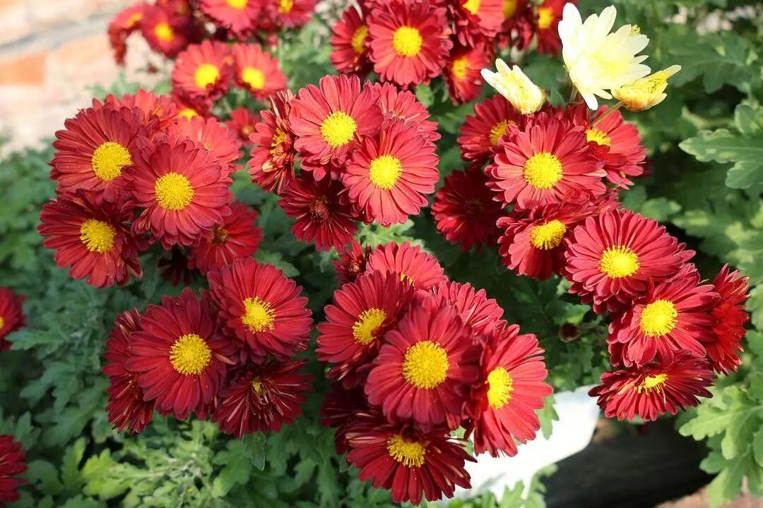 你见过这些“无名”小菊吗？