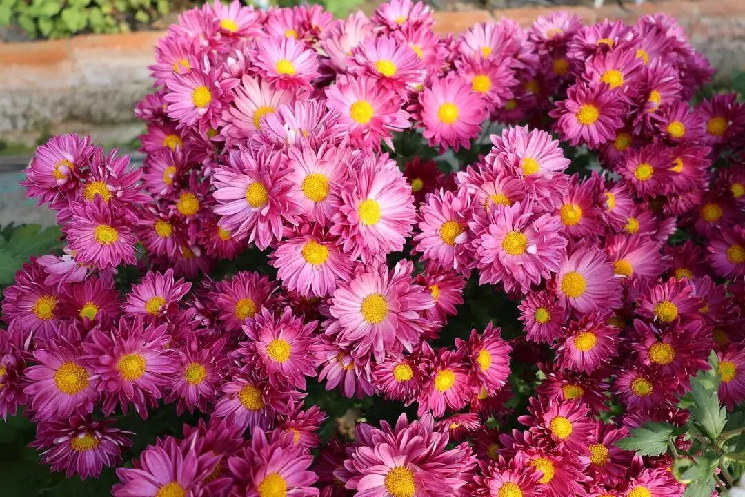 你见过这些“无名”小菊吗？