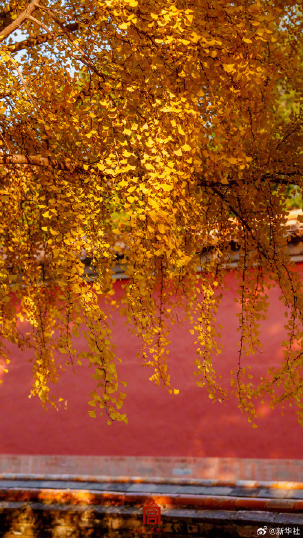 收藏！故宫银杏大片上新了