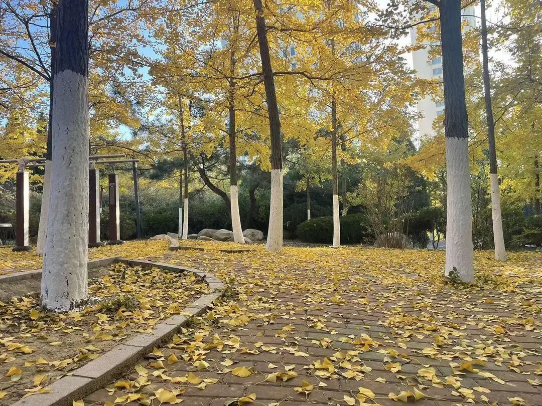 落叶缓扫！辽宁一地打造叶景打卡地