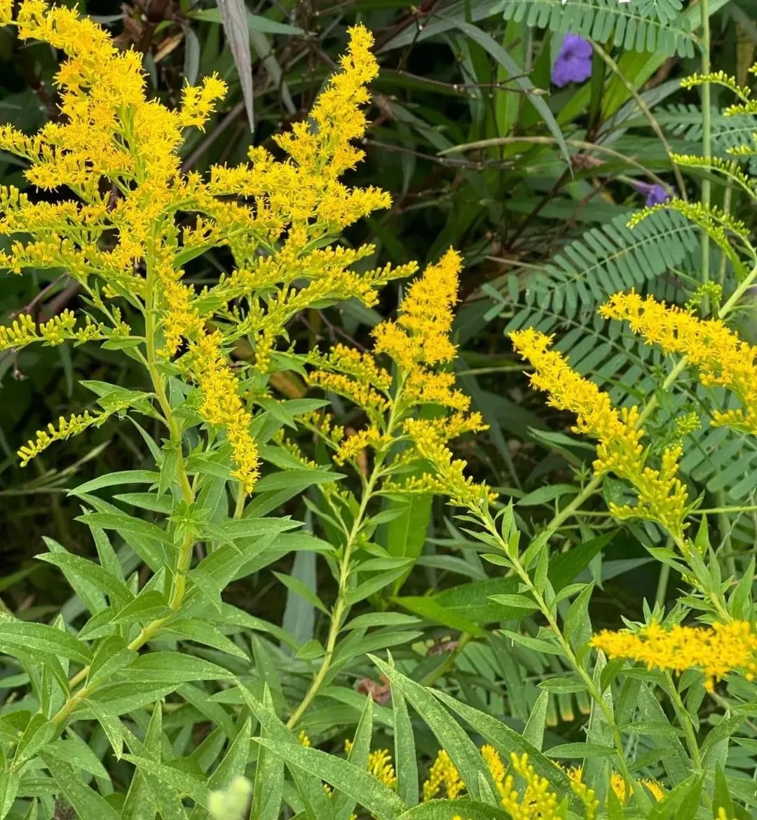 杭州多地已出现，看见立即上报！切记不要直接动手
