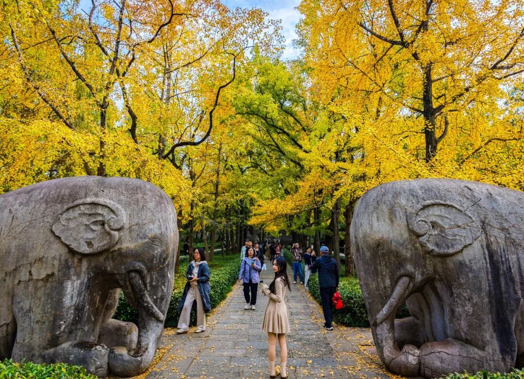 南京，你“叶”太可爱了！
