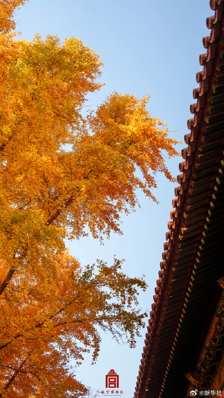 收藏！故宫银杏大片上新了