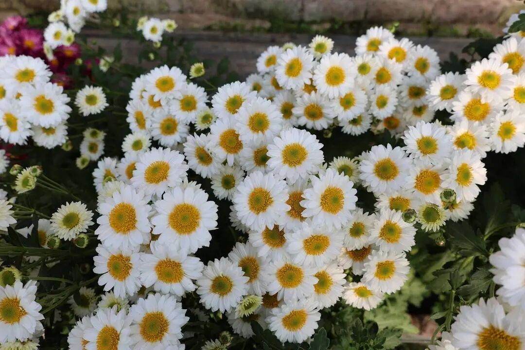 你见过这些“无名”小菊吗？