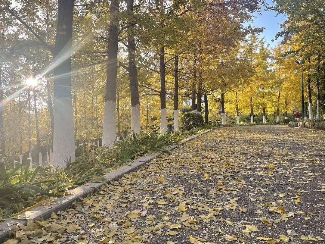 落叶缓扫！辽宁一地打造叶景打卡地