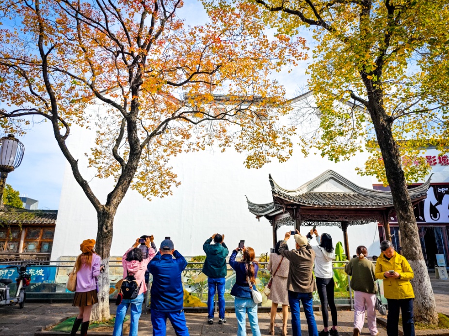 南京，你“叶”太可爱了！