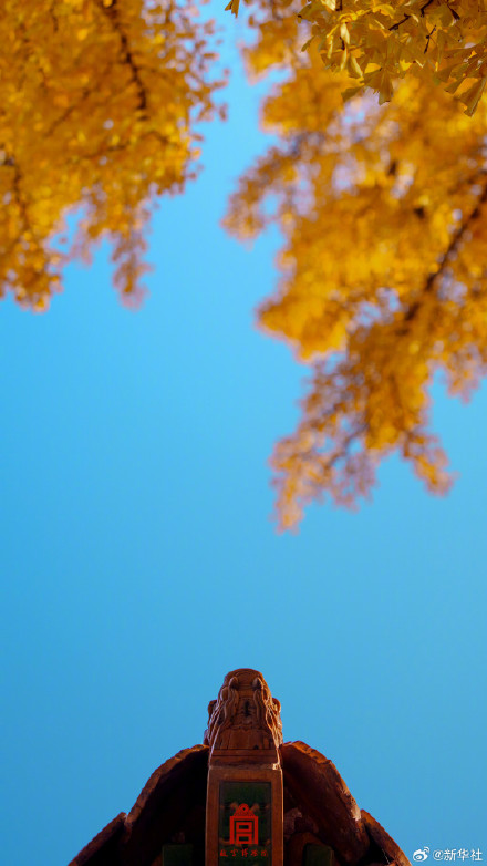 收藏！故宫银杏大片上新了