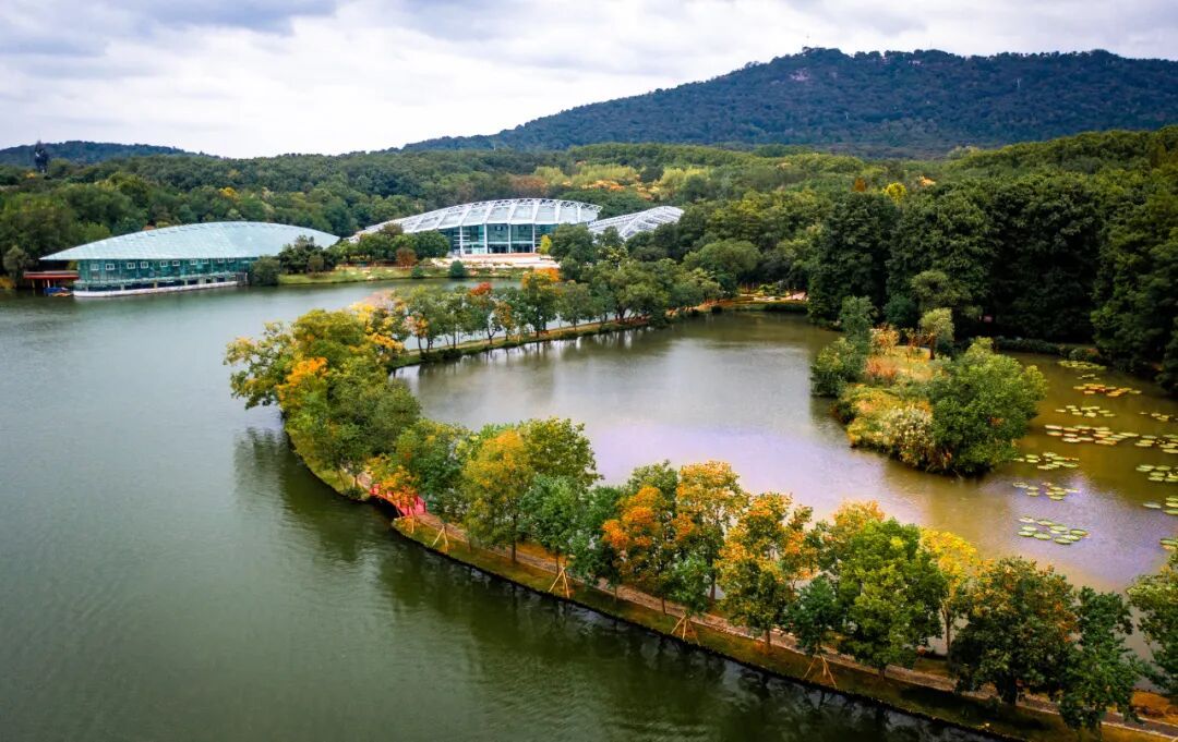 南京，你“叶”太可爱了！