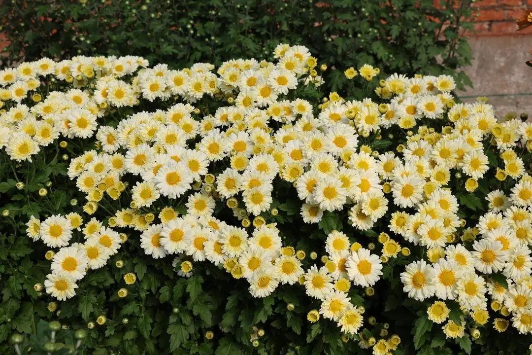 你见过这些“无名”小菊吗？