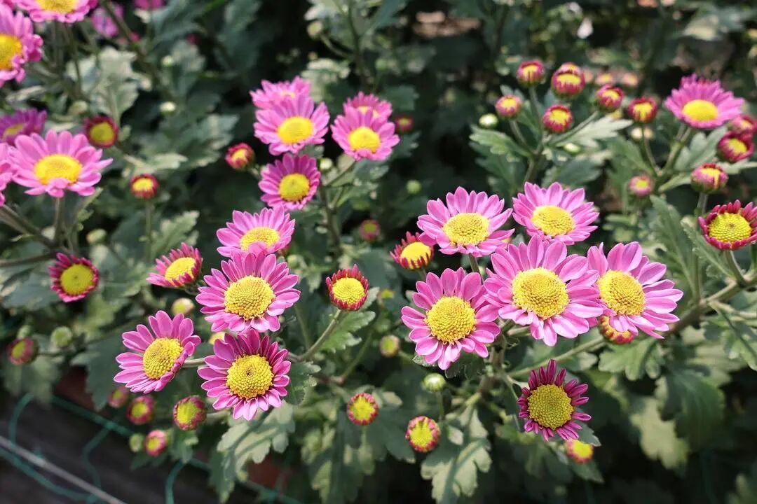 你见过这些“无名”小菊吗？