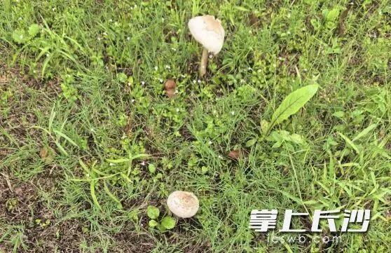 长沙已出现，千万别吃！有毒！