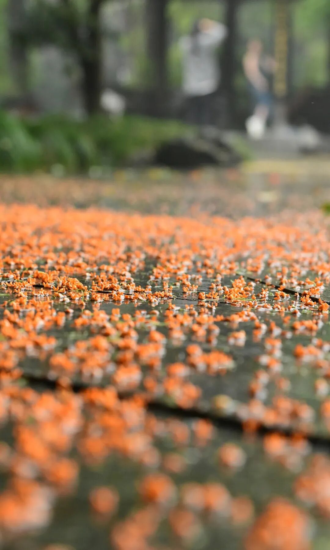 今起，台风“凤凰”影响浙江！冷空气今晚抵达，这些地区有暴雨