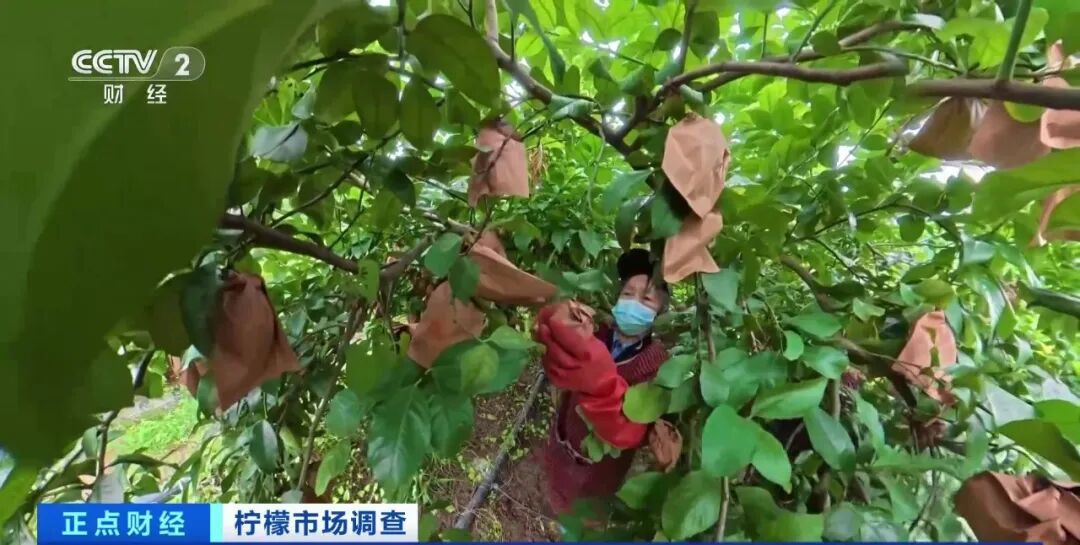 价格暴涨！从“论斤卖”到“论克卖”......