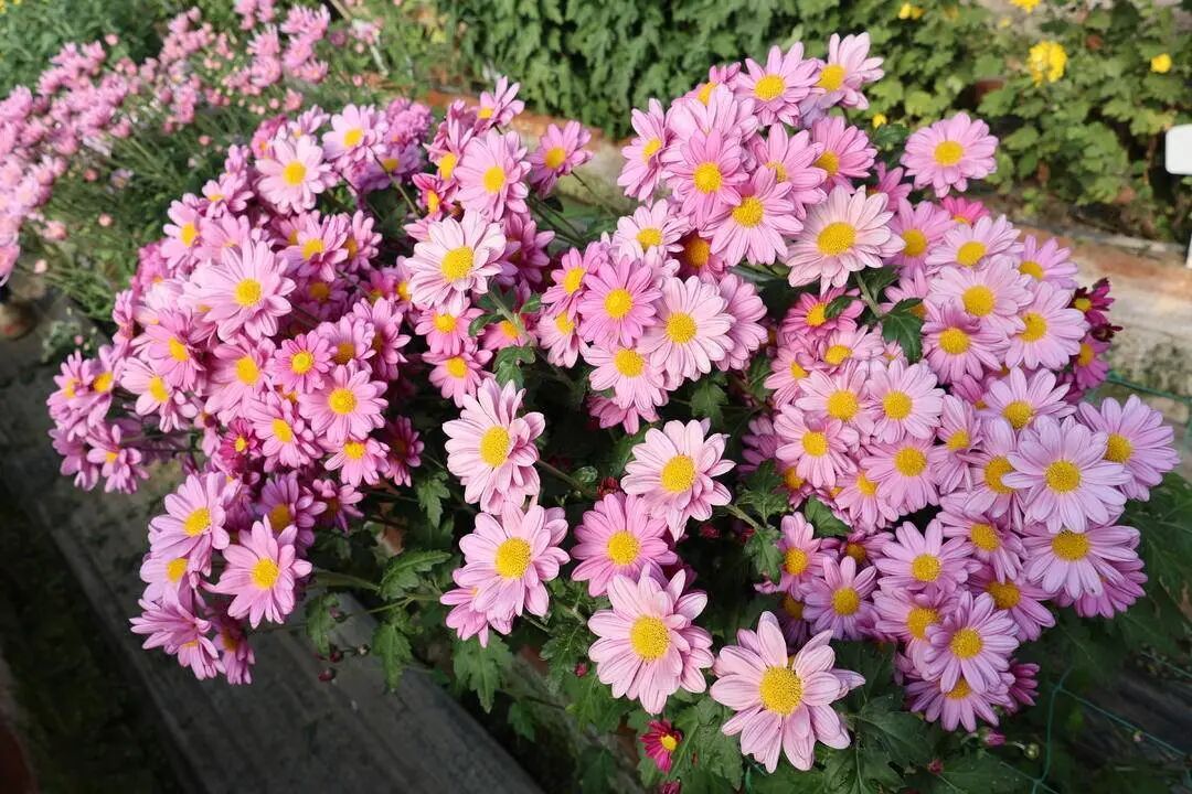 你见过这些“无名”小菊吗？