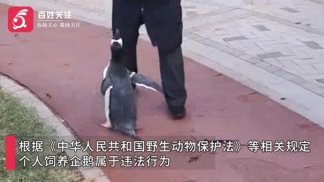 小区里有人遛企鹅?!行为引围观,有人发出质疑.... 小区里有人遛企鹅?!行为引围观,有人发出质疑....