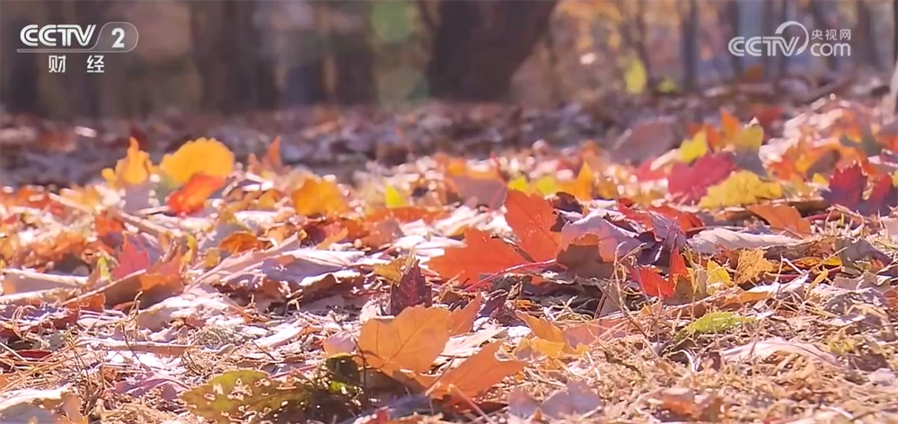 神州大地铺展层林尽染美丽画卷 “赏叶经济”激发多元消费业态新活力 神州大地铺展层林尽染美丽画卷 “赏叶经济”激发多元消费业态新活力