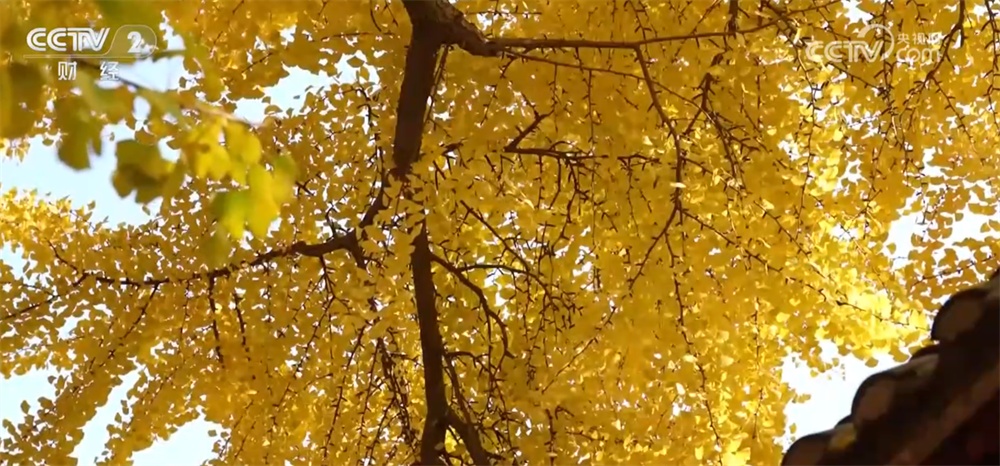 神州大地铺展层林尽染美丽画卷 “赏叶经济”激发多元消费业态新活力 神州大地铺展层林尽染美丽画卷 “赏叶经济”激发多元消费业态新活力