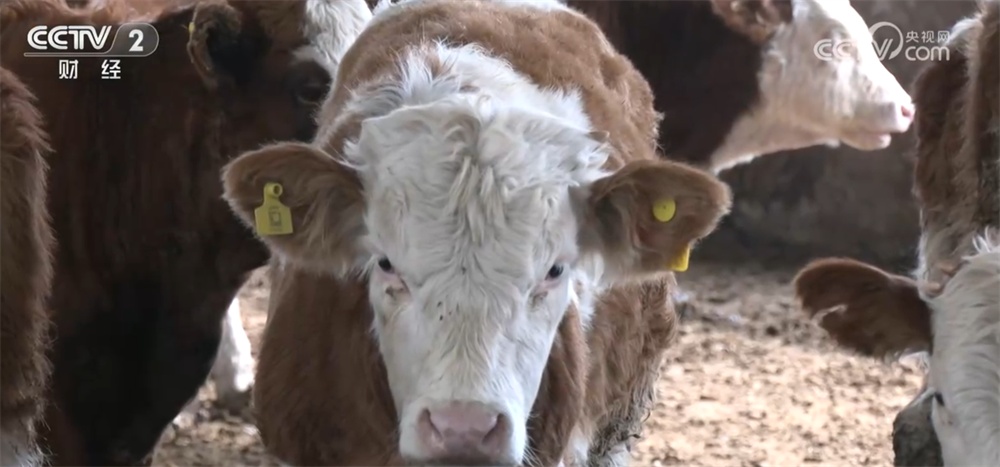 居民“菜篮子”物丰价稳 牛肉消费市场供销两旺、活力迸发 居民“菜篮子”物丰价稳 牛肉消费市场供销两旺、活力迸发