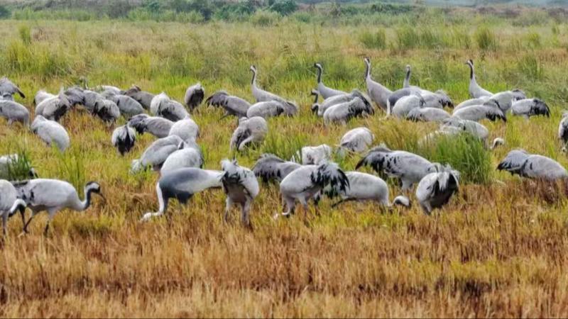江西:白枕鹤“先头部队”已抵鄱阳湖 农田成越冬“第一站” 江西:白枕鹤“先头部队”已抵鄱阳湖 农田成越冬“第一站”