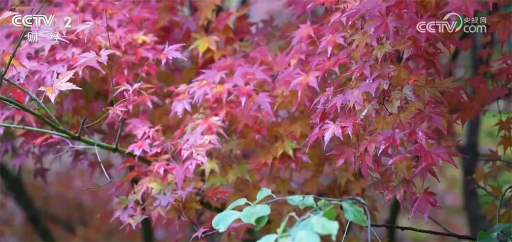 神州大地铺展层林尽染美丽画卷 “赏叶经济”激发多元消费业态新活力 神州大地铺展层林尽染美丽画卷 “赏叶经济”激发多元消费业态新活力