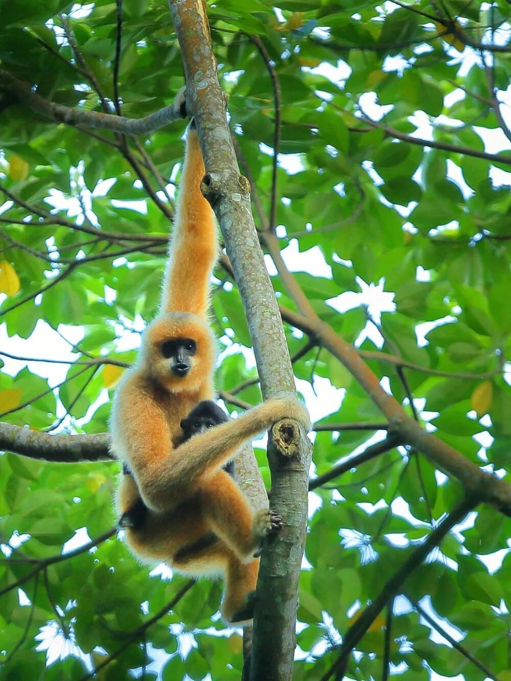 秦始皇祖母陵墓,最新发现→ 秦始皇祖母陵墓,最新发现→