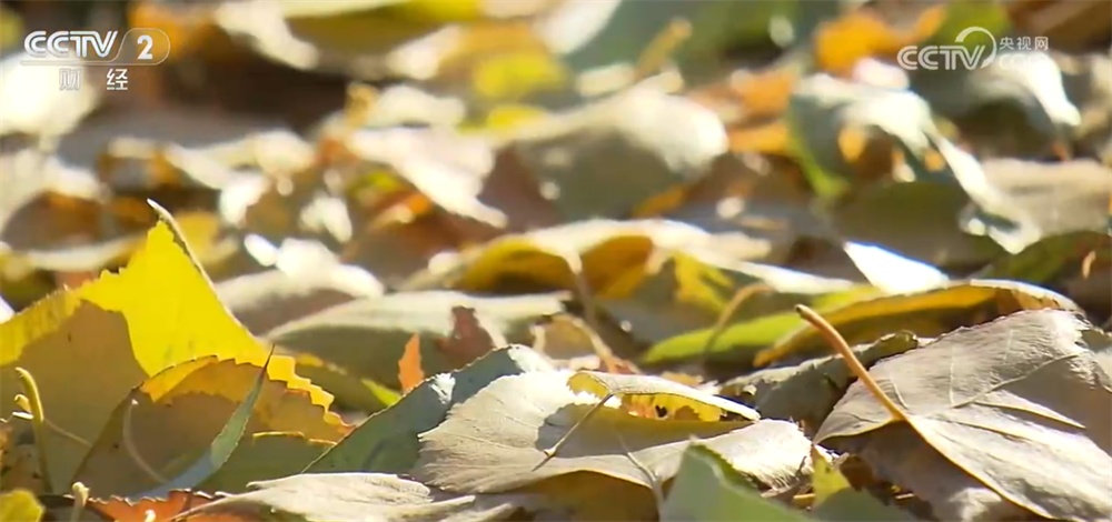 神州大地铺展层林尽染美丽画卷 “赏叶经济”激发多元消费业态新活力 神州大地铺展层林尽染美丽画卷 “赏叶经济”激发多元消费业态新活力