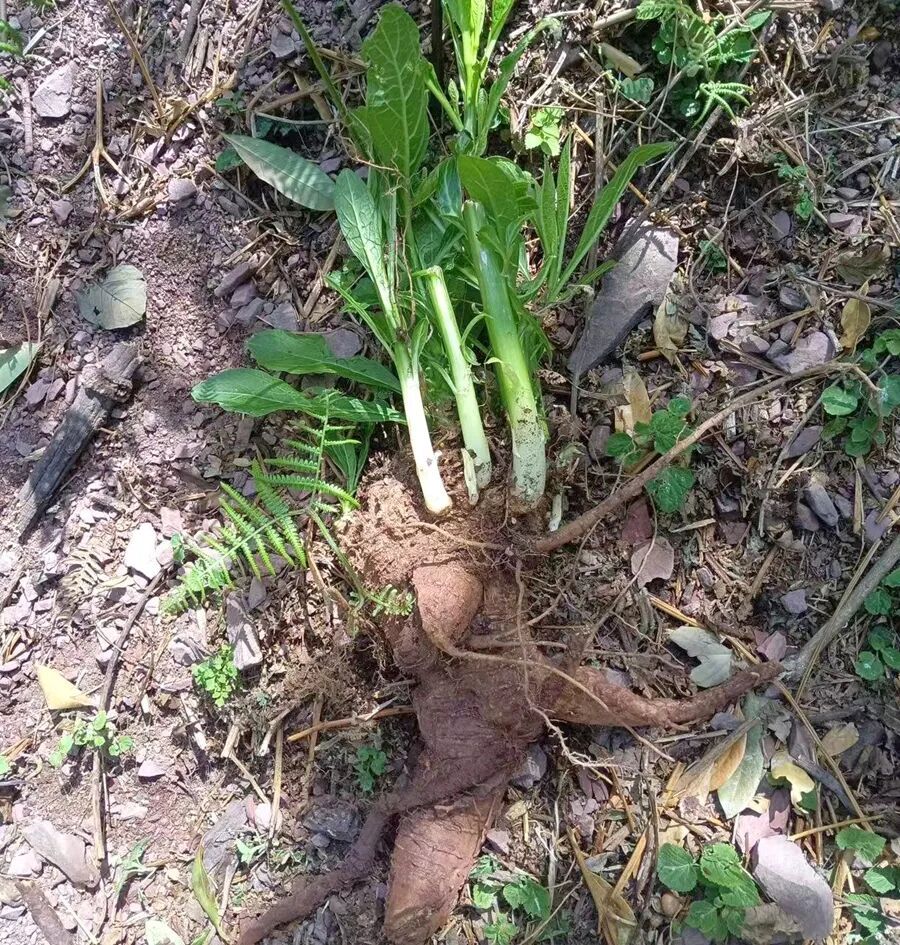 家门口发现人参，浙江男子直接生吃半根！结果悲剧了