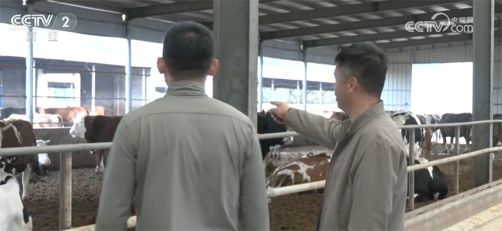 居民“菜篮子”物丰价稳 牛肉消费市场供销两旺、活力迸发 居民“菜篮子”物丰价稳 牛肉消费市场供销两旺、活力迸发