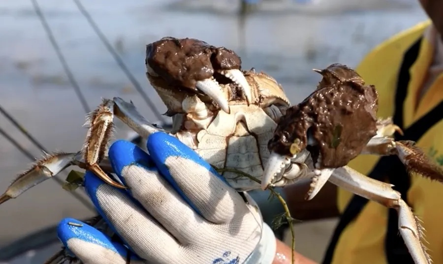 “沪牌大军”集体出动！“往返8.5小时，吃饭1小时”！这里堵车堵到猪肝红……