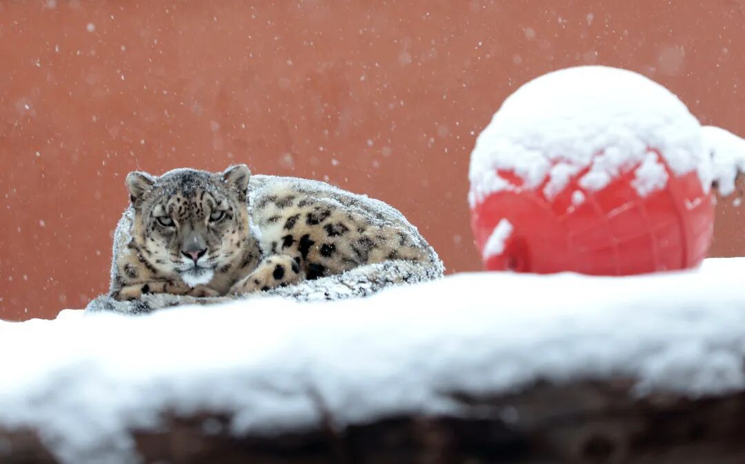 “出逃”的“闹闹”不仅是动物明星，更是……