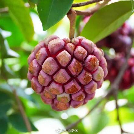 海贼王现实版恶魔果实惊现成都