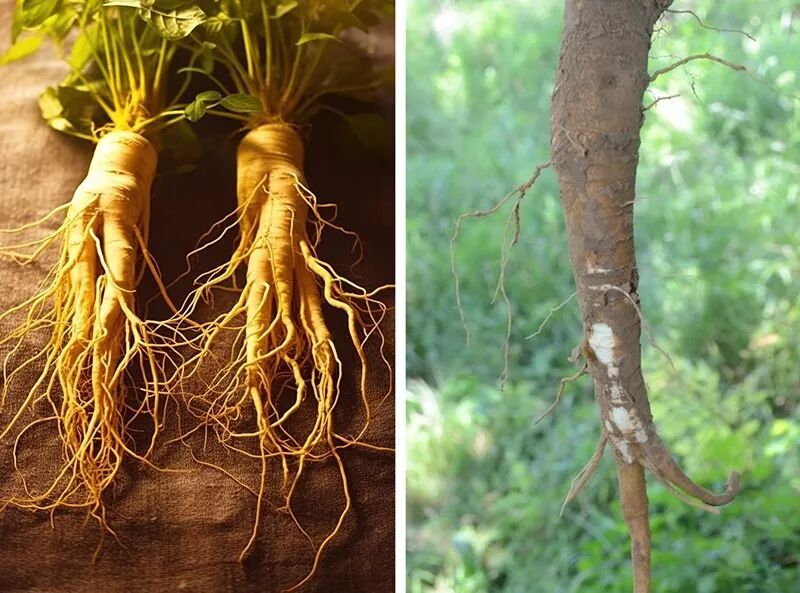 家门口发现人参，杭州男子直接生吃半根！结果出大事了