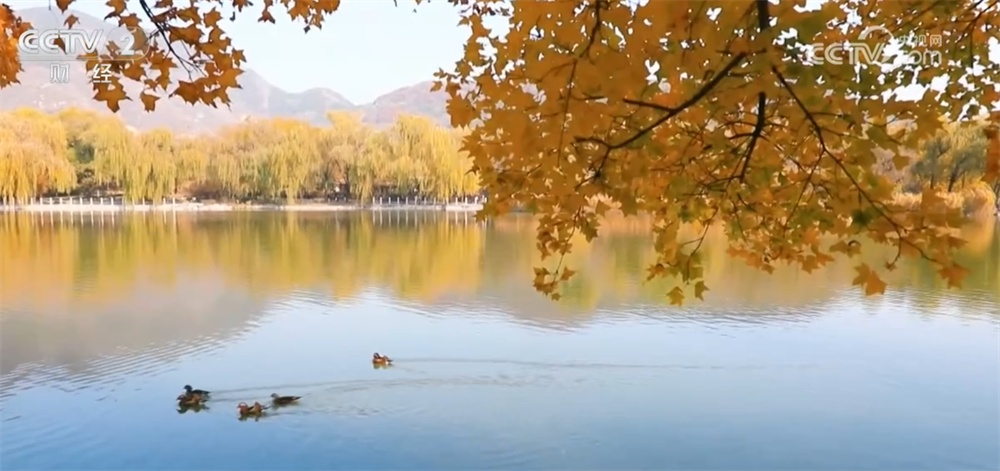 神州大地铺展层林尽染美丽画卷 “赏叶经济”激发多元消费业态新活力 神州大地铺展层林尽染美丽画卷 “赏叶经济”激发多元消费业态新活力