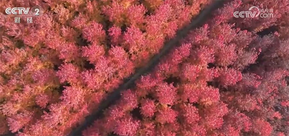 神州大地铺展层林尽染美丽画卷 “赏叶经济”激发多元消费业态新活力 神州大地铺展层林尽染美丽画卷 “赏叶经济”激发多元消费业态新活力