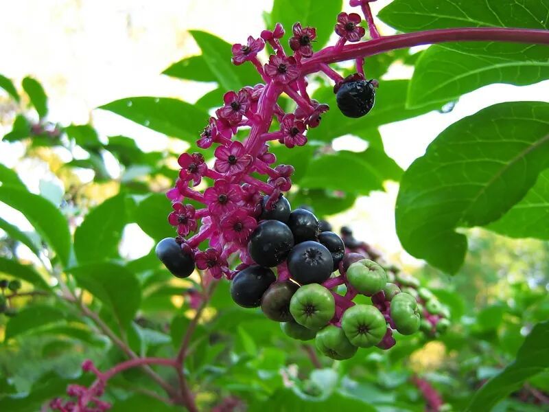 家门口发现人参，浙江男子直接生吃半根！结果悲剧了