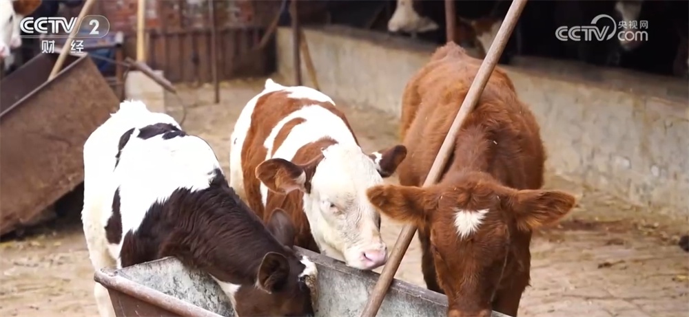 居民“菜篮子”物丰价稳 牛肉消费市场供销两旺、活力迸发 居民“菜篮子”物丰价稳 牛肉消费市场供销两旺、活力迸发