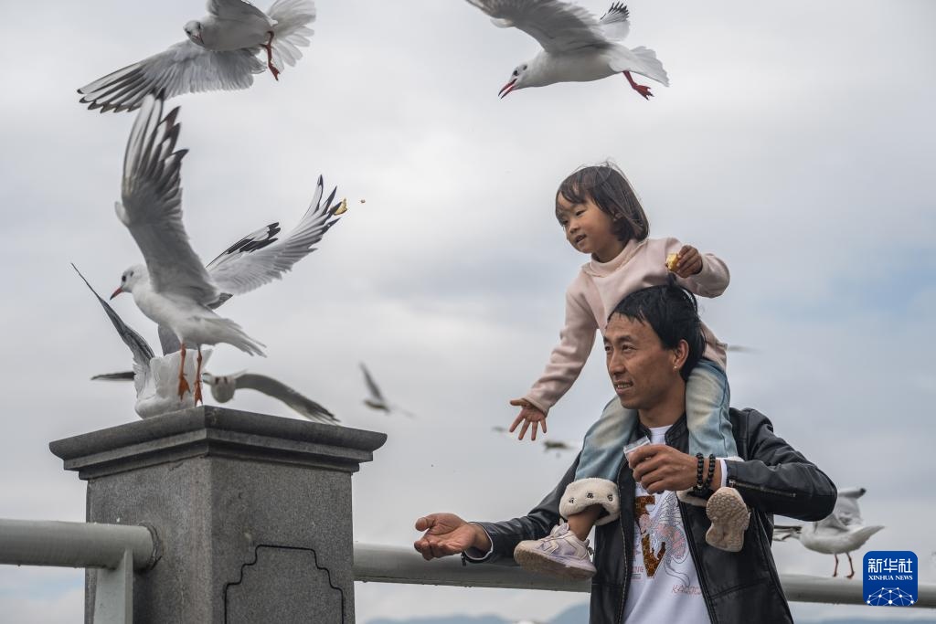 “春城”昆明冬赏鸥 “春城”昆明冬赏鸥