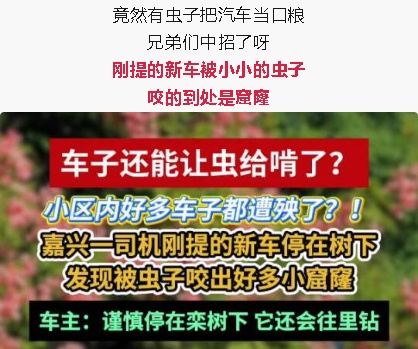 “一边咬一边往里钻…”被啃得都是窟窿！上海人哀嚎：还有不明粘液