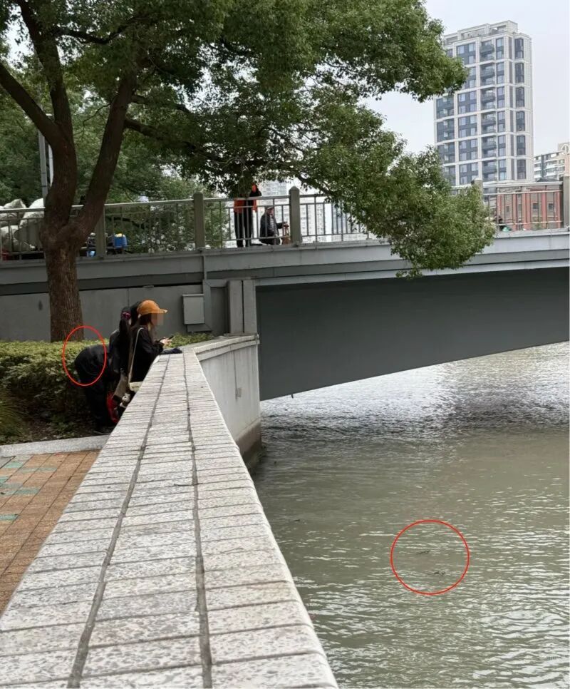 男子在上海苏州河放生牛蛙？当地回应：严禁放生外来物种