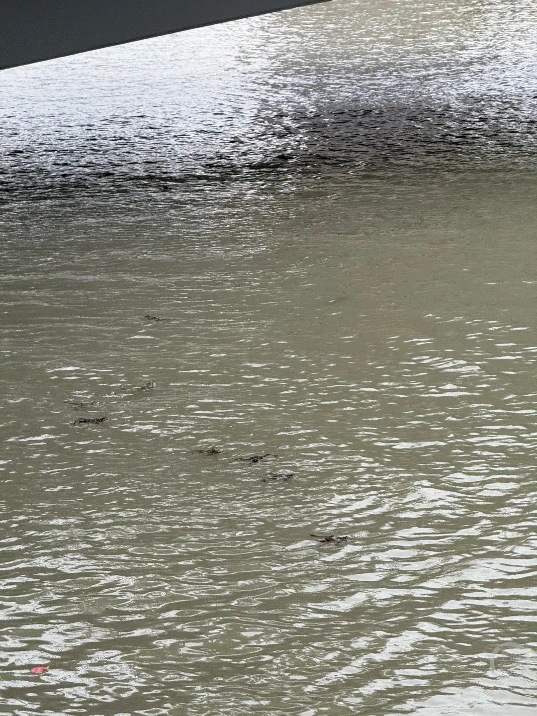 “两大袋子哗啦倒进去了”有人在苏州河放生牛蛙？官方回应