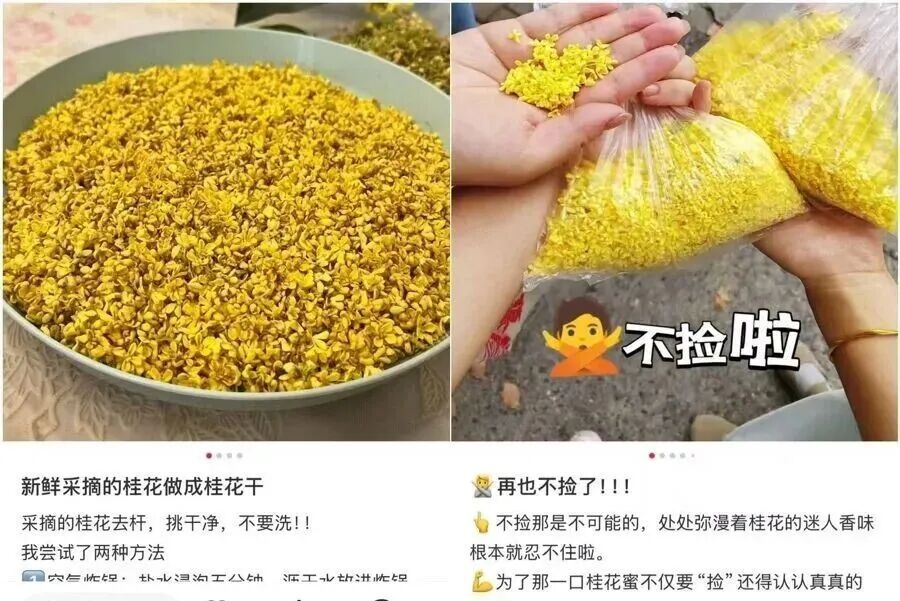 桂花很香!但千万不要捡、不要吃! 桂花很香!但千万不要捡、不要吃!